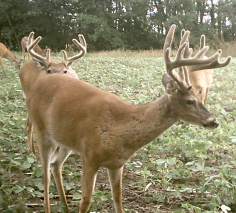 Trail Cam picture from the end of the summer. This is a buck my dad and I named "TP" because he is the "Total Package"