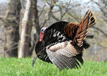 Decoys will usually attract turkeys, yet calling can lure gobblers from a distance.