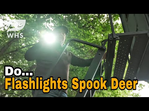 No Flashlight For Deer Hunting?