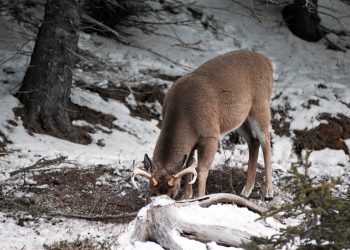 Deer spend more time around concentrated food sources, where they might shed their antlers at any time.