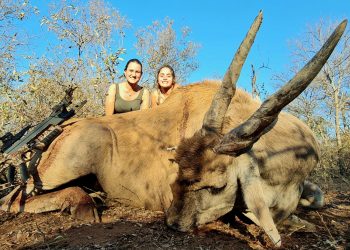 The screaming crachindo of her safare was the monster eland bull that weighed nearly 2,00 pounds.