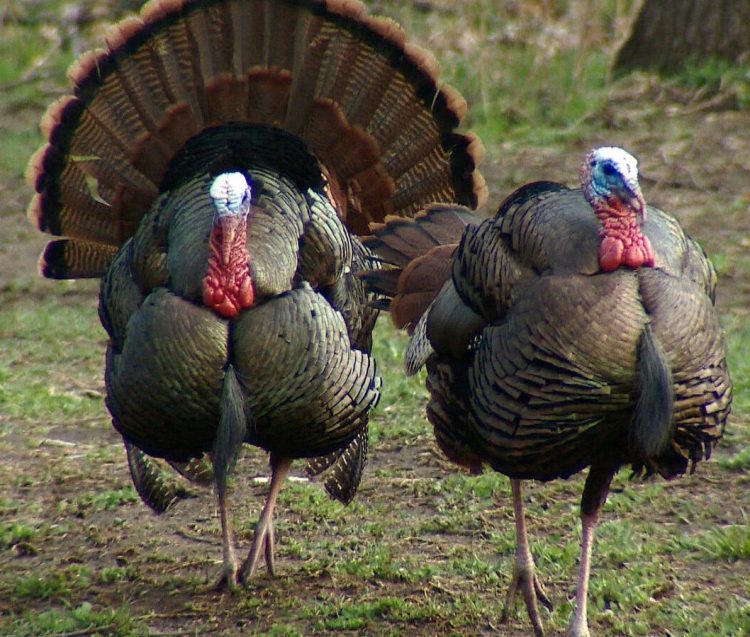 Once gobblers become educated by hunters, you may need to change tactics.