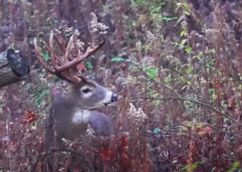 The dense swamps and thick cover of the Eastern Shore allow bucks to grow great headgear.