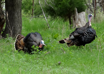 Wild Turkey Gobblers Doing What Everyone Says They Won’t Do, I’m Calling Them Down Hill.